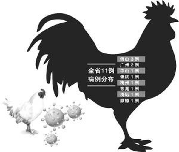 广东半个月内确定11例H7N9病例 中老年人发病率高
