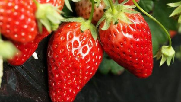 吃草莓中毒的症状,草莓中毒的反应,草莓中毒的症状