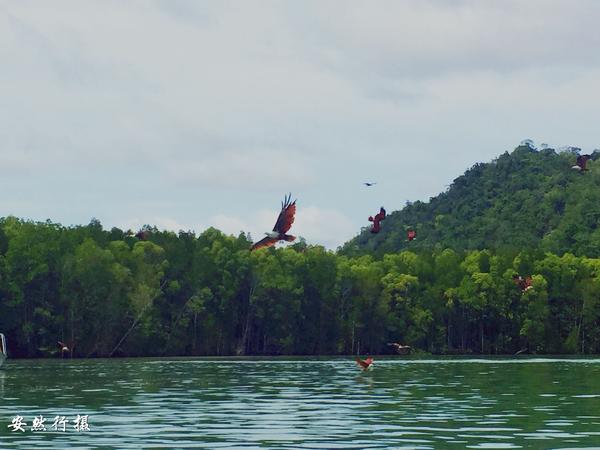 马来西亚兰卡威：观鹰海钓最佳去处