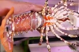 如何制作龙虾刺身（龙虾刺身做法教程）