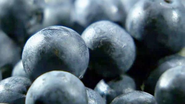 蓝莓粉的功效与作用,蓝莓粉的食用方法用量