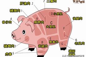 猪各部位肉分布图（猪的每个部位肉的叫法）