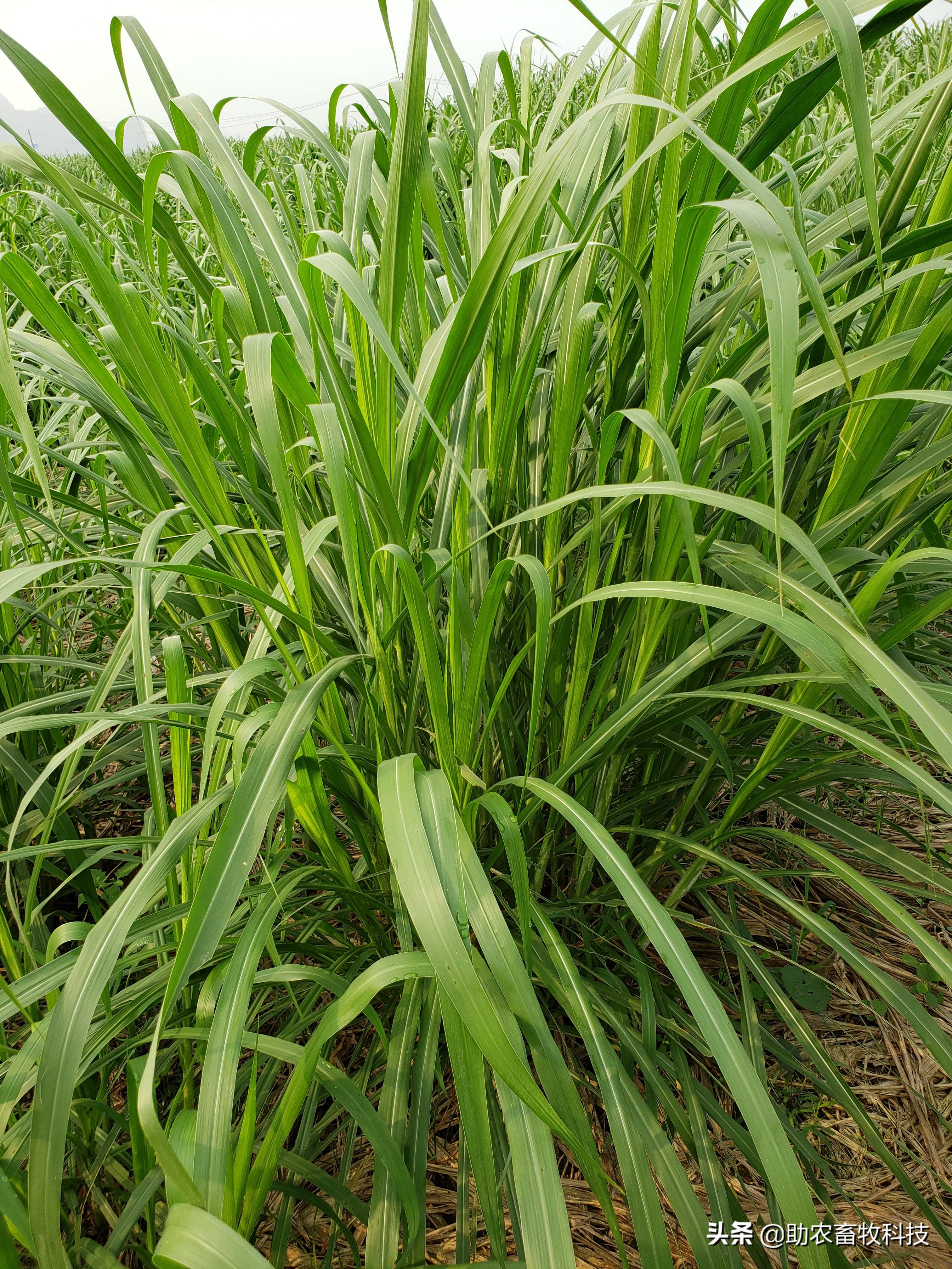 视频——新型皇竹草与高产牧草基地简介