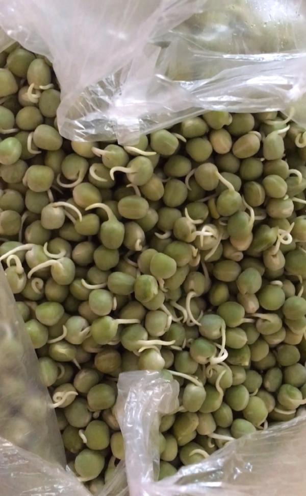 豌豆放冰箱发芽能吃吗,十个发芽的食物不能吃
