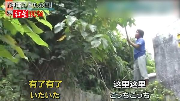 动物园猴子拿钥匙开门逃跑：冲绳动物园14只猴子自己打开门，集体逃跑