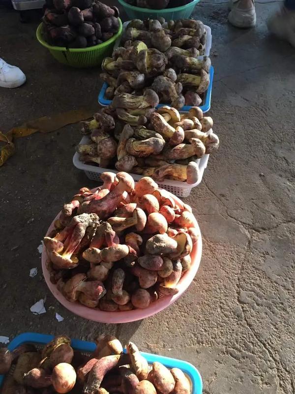 鸡油菌产地是在哪里（鸡油菌是哪里的）