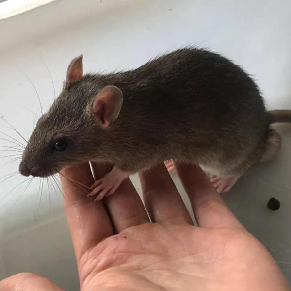 宠物鼠品种大全(宠物鼠品种大全及价格)