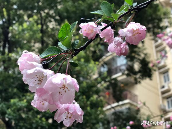 4个字母的浪漫缩写(4个字母的浪漫缩写数字意义)