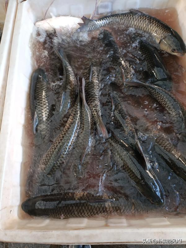 羊肉价格(羊肉价格今日价 零售)