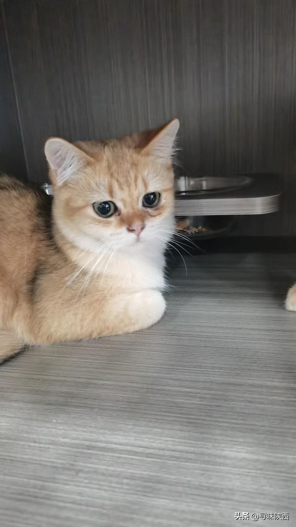 开一个宠物店大概需要多少钱(新手怎么开宠物店)