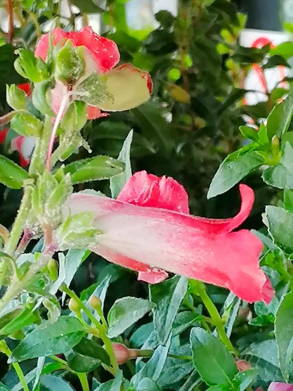 幼儿园小喇叭广播内容（幼儿园小喇叭广播内容防疫情）