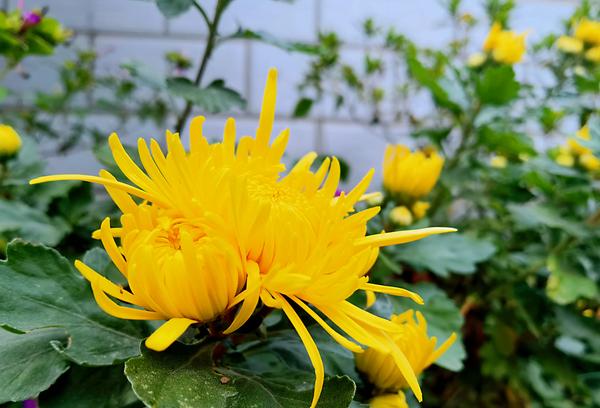 老人死了叫去世还是叫过世(老人死了叫去世还是叫过世好)