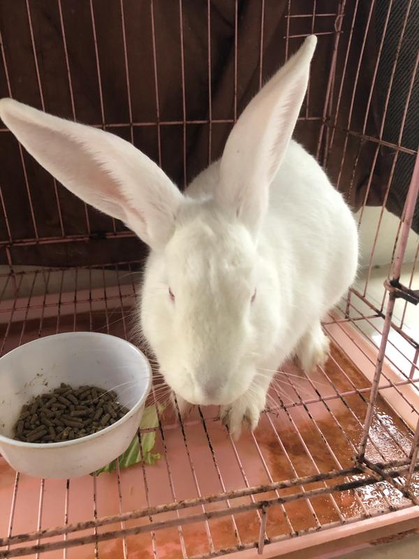 为什么不建议养垂耳兔（为什么不建议养垂耳兔梦幻西游）