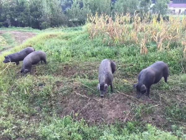 似陶公是什么意思（陶甓什么意思）