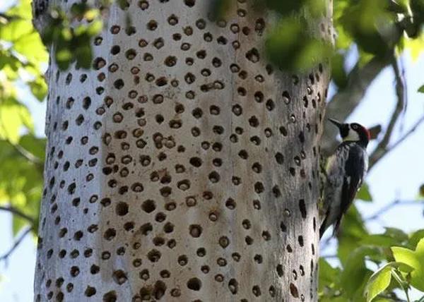益鸟益虫名片(益鸟益虫名片 手抄报)