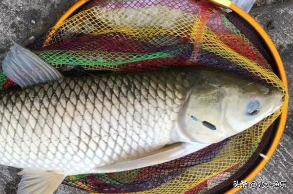 草鱼钓浮还是钓底哪种方法好(草鱼钓浮还是钓底哪种方法好用)