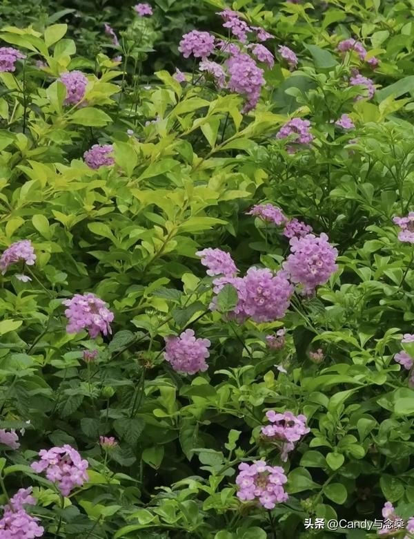 北京中秋晚会2022节目单(北京电视台中秋晚会2021)