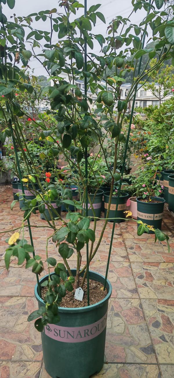 永不淘汰的月季品种(永不淘汰的月季品种紫荷)