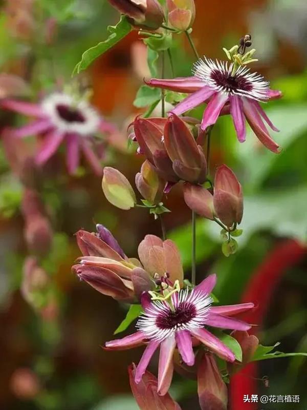 生日鲜花什么鲜花好(生日鲜花什么鲜花好看)