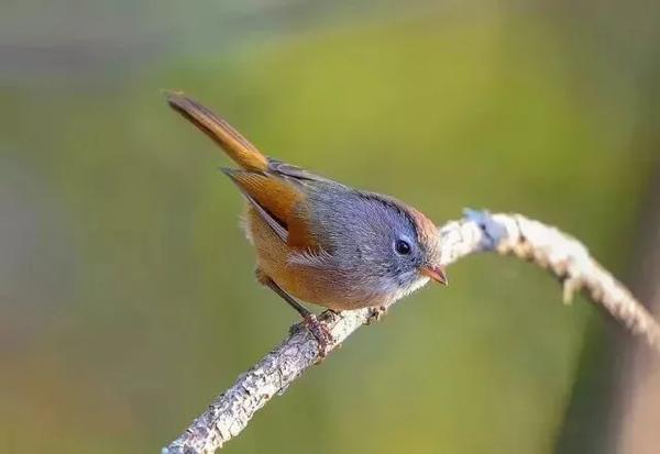 染发剂栗棕色(染发剂栗棕色和咖啡色哪个颜色深)