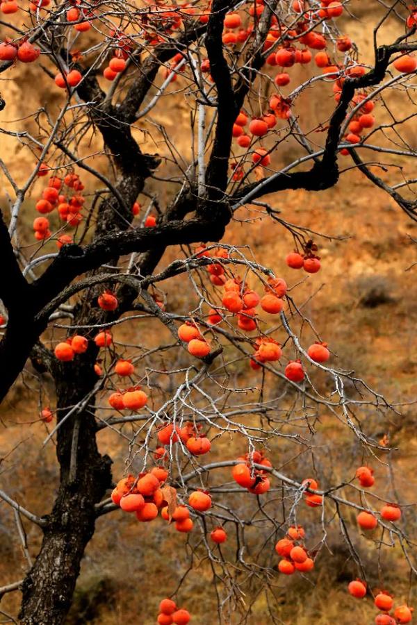 描写秋天的柿子的诗句(秋天赞美柿子的五句诗句)