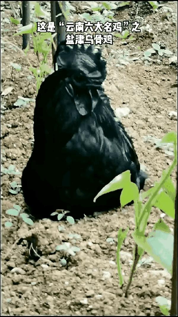 乌鸡品种有哪几种图片(乌鸡的品种)