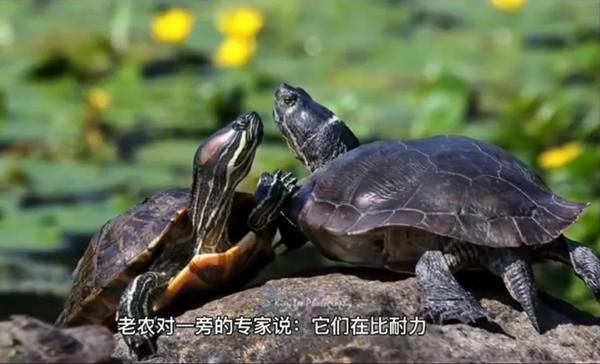 5000岁的乌龟（5000岁的乌龟存在吗）