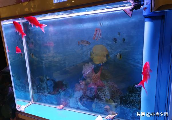 梦见水和鱼真的要发财嘛（梦到水和鱼好不好）