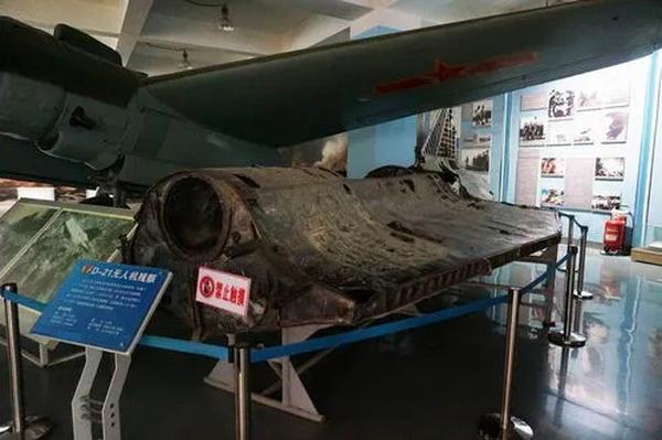 臭鼬长什么样子（臭鼬长什么样子视频）