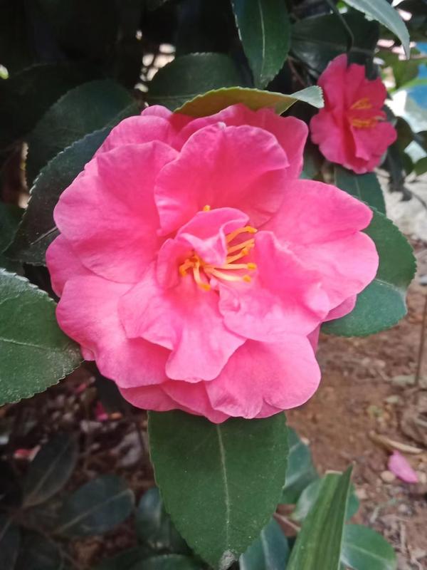 桂花是在哪个季节开放(桂花是在哪个季节开放的花)