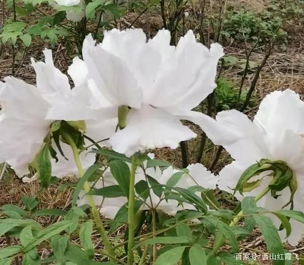 百花竞开的下一句（百花竞开百花艳,下一句是什么）