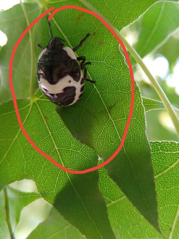 埋汰是骂人的话吗(埋汰是骂人的话吗图片)