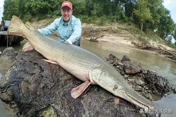 鳄雀鳝是什么鱼(鳄雀鳝是什么鱼种)