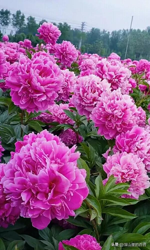 62年虎男和73年牛女婚姻（女73年牛与男62年虎婚配）