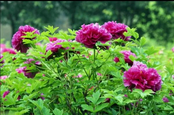 哪里有高清图片素材（750×750图片素材）