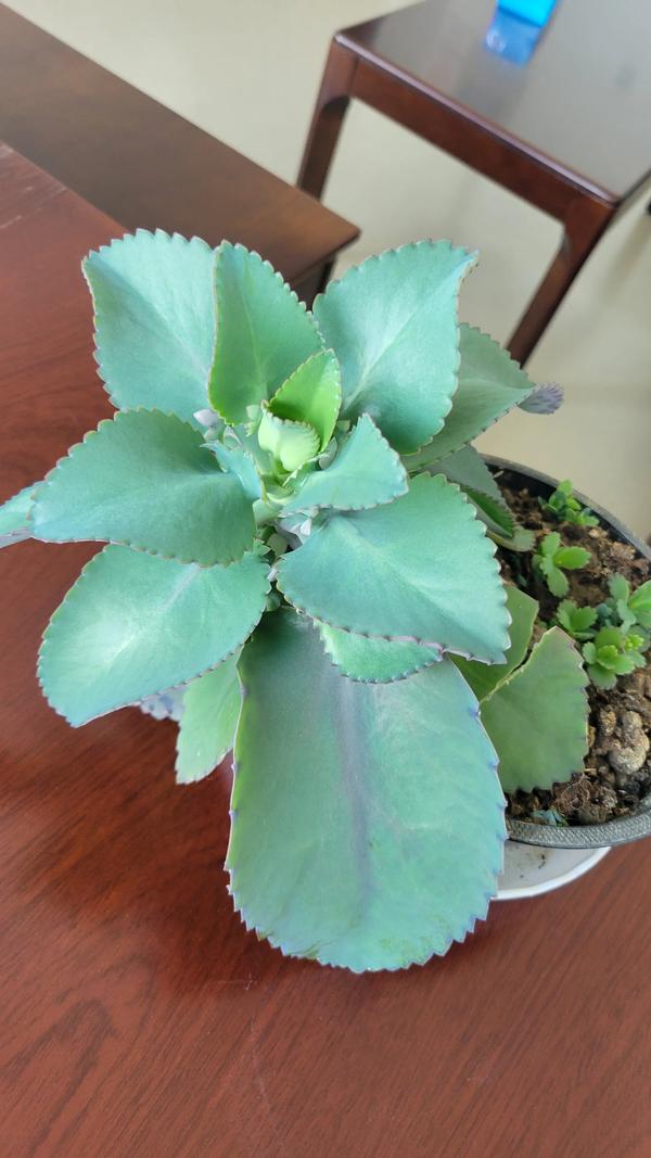 什么多肉植物最好养又好看（即好养又好看的多肉植物是哪种）