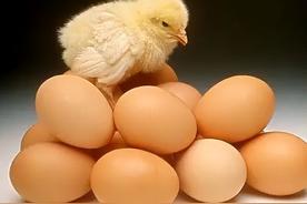 带鸡粪的鸡蛋有害吗（带鸡屎的鸡蛋好吗）