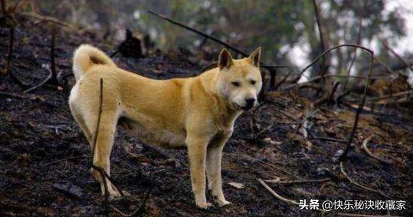 中国名犬一览表- 头条搜索