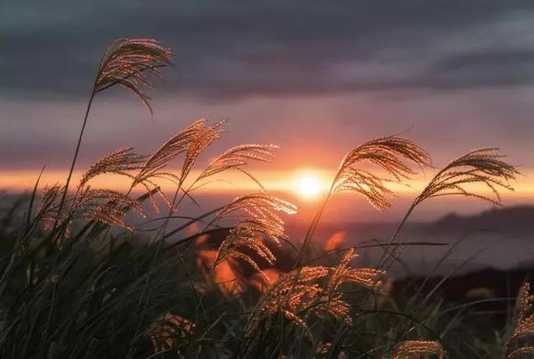 爽约的爽是什么意思-（爽约的爽是什么意思）