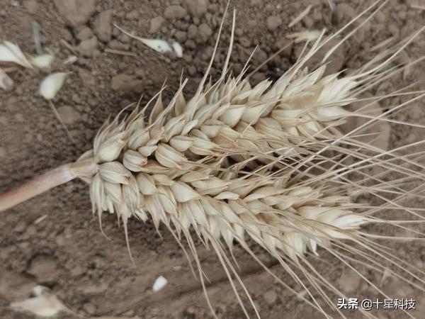 60公分矮杆特大穗小麦新品种（60公分矮杆特大穗小麦新品种高产玉米品种）