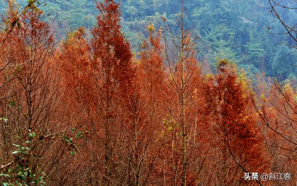 难忘的小学生活作文(难忘的小学生活作文500字)
