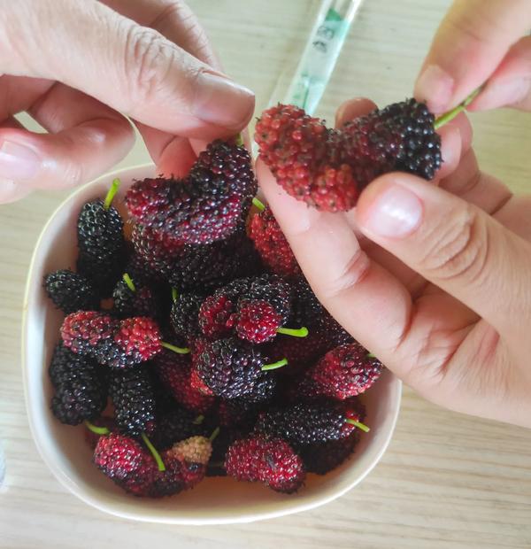 用蚕茧做的手工制品(用蚕茧做的手工制品可爱)