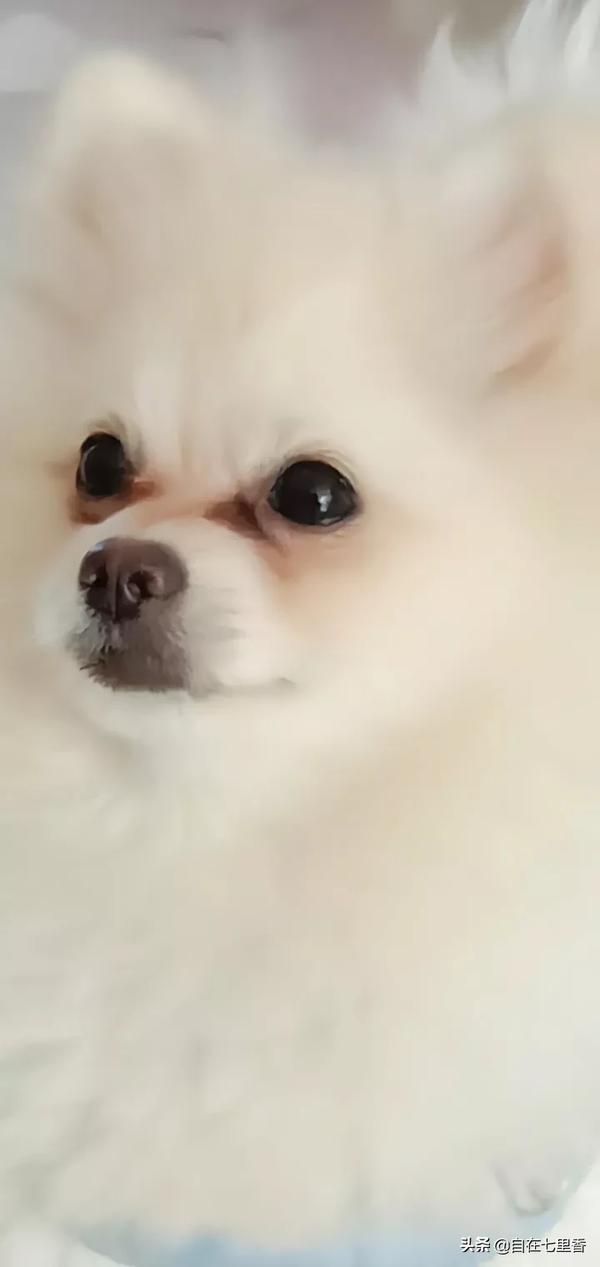 博美吃哪个牌子的狗粮好（博美买什么狗粮比较好）