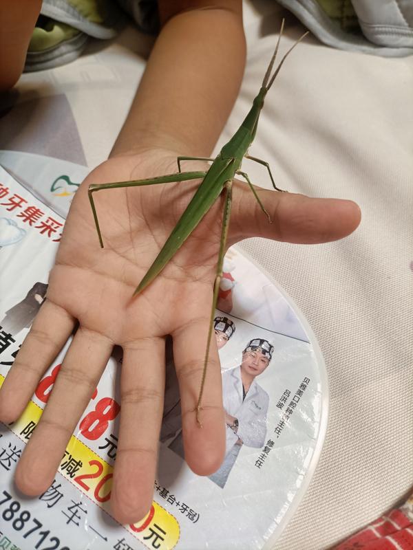 会跳的虫子有哪些_会跳的虫子有哪些名字图片