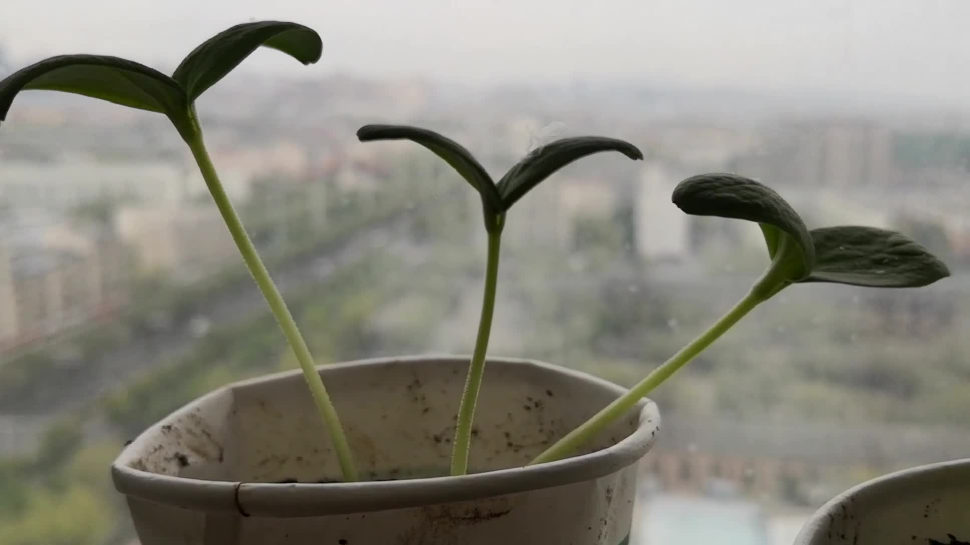 一节,一早起床,给哈密瓜苗浇水