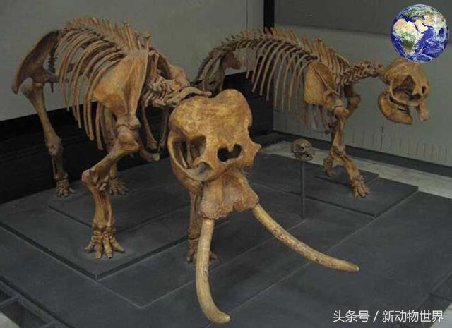 远古时期有一种身高很矮的大象，才90公分，为何会这么矮呢？