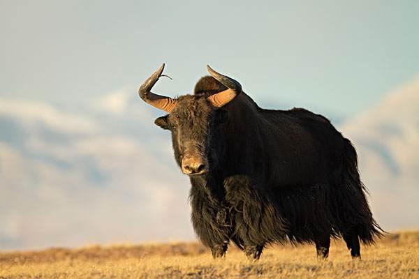 吃貨寶典丨世界三大高寒動物之一的牦牛肉，該怎么吃