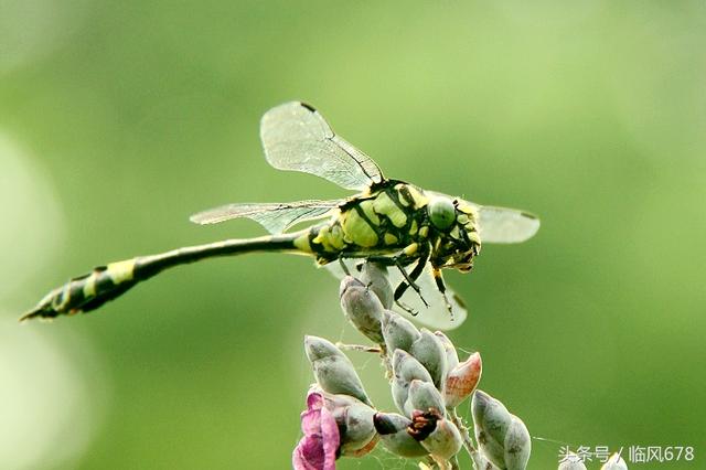 惊艳了，蜻蜓进食的全过程你见过吗