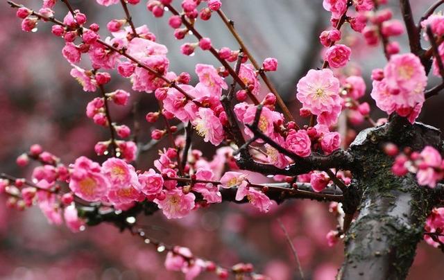 南京的市花，市树是什么？如何选定的？