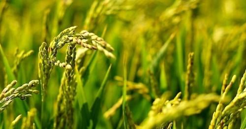 「大米知识百科」大米的营养价值及米饭的做法